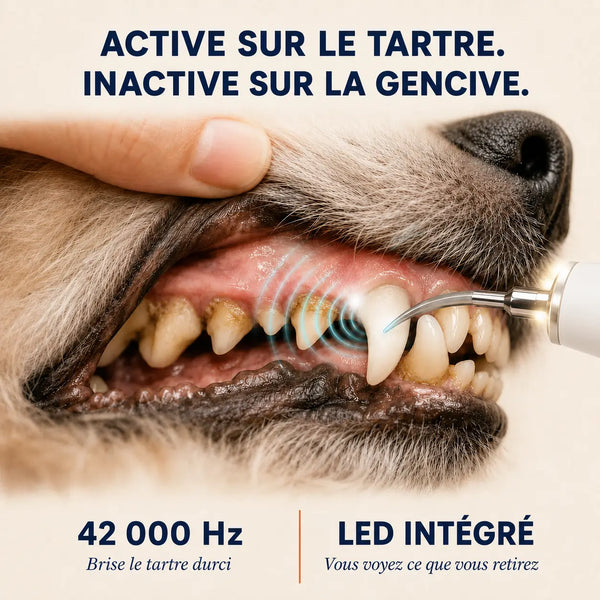 Montelani - Détartreur sonique 3-en-1 pour chien