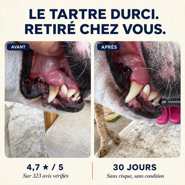 Montelani - Détartreur sonique 3-en-1 pour chien