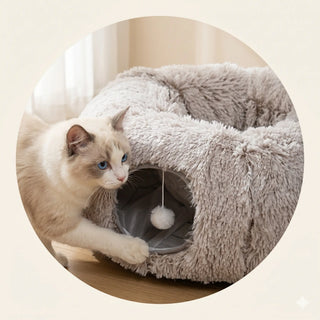 Le chat explore Le Cocon